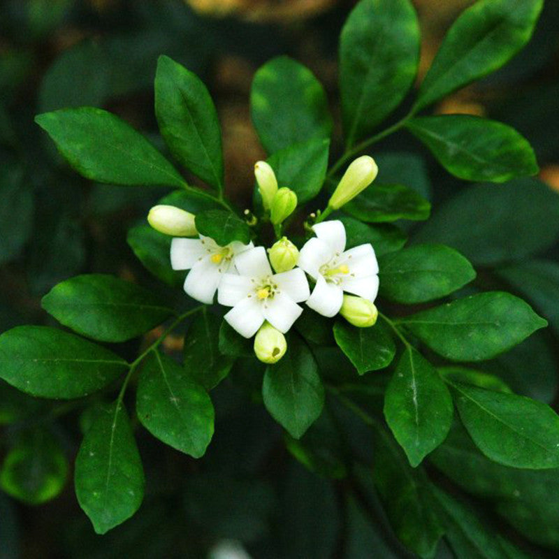 Satin Wood/Madhu Kamini - Flowering Shrubs