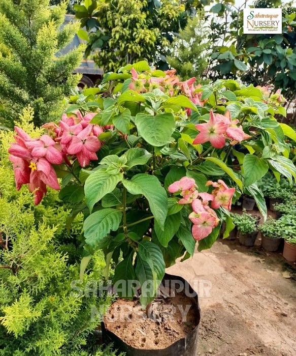 Mussaenda | Botanical Name Mussaenda Erythrophylla | Ashanti Blood | Red Flag Bush | Ornamental Plant | Saharanpur Nursery | Wholesale Flower Plant Supplier