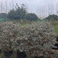 Nikadevia Ball Shape | Botanical Name Leucophyllum | Texas Sage | Nikotia Plant | Purple Sage | Ornamental Plant | Saharanpur Nursery | Wholesale Shrubs Plants Supplier