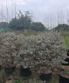 Nikadevia Ball Shape | Botanical Name Leucophyllum | Texas Sage | Nikotia Plant | Purple Sage | Ornamental Plant | Saharanpur Nursery | Wholesale Shrubs Plants Supplier