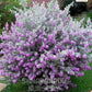 Nikadevia Ball Shape, Decorative Nikadevia, Leucophyllum, Ornamental Plant, Landscaping Plant, Saharanpur Nursery, Wholesale Plant Nursery, Nikadevia Ball Shape, At Wholesale Nikadevia