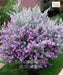 Nikadevia Ball Shape, Decorative Nikadevia, Leucophyllum, 