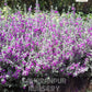 Nikadevia Ball Shape, Decorative Nikadevia, Leucophyllum, Ornamental Plant, Landscaping Plant, Saharanpur Nursery, Wholesale Plant Nursery, Nikadevia Ball Shape, At Wholesale Nikadevia