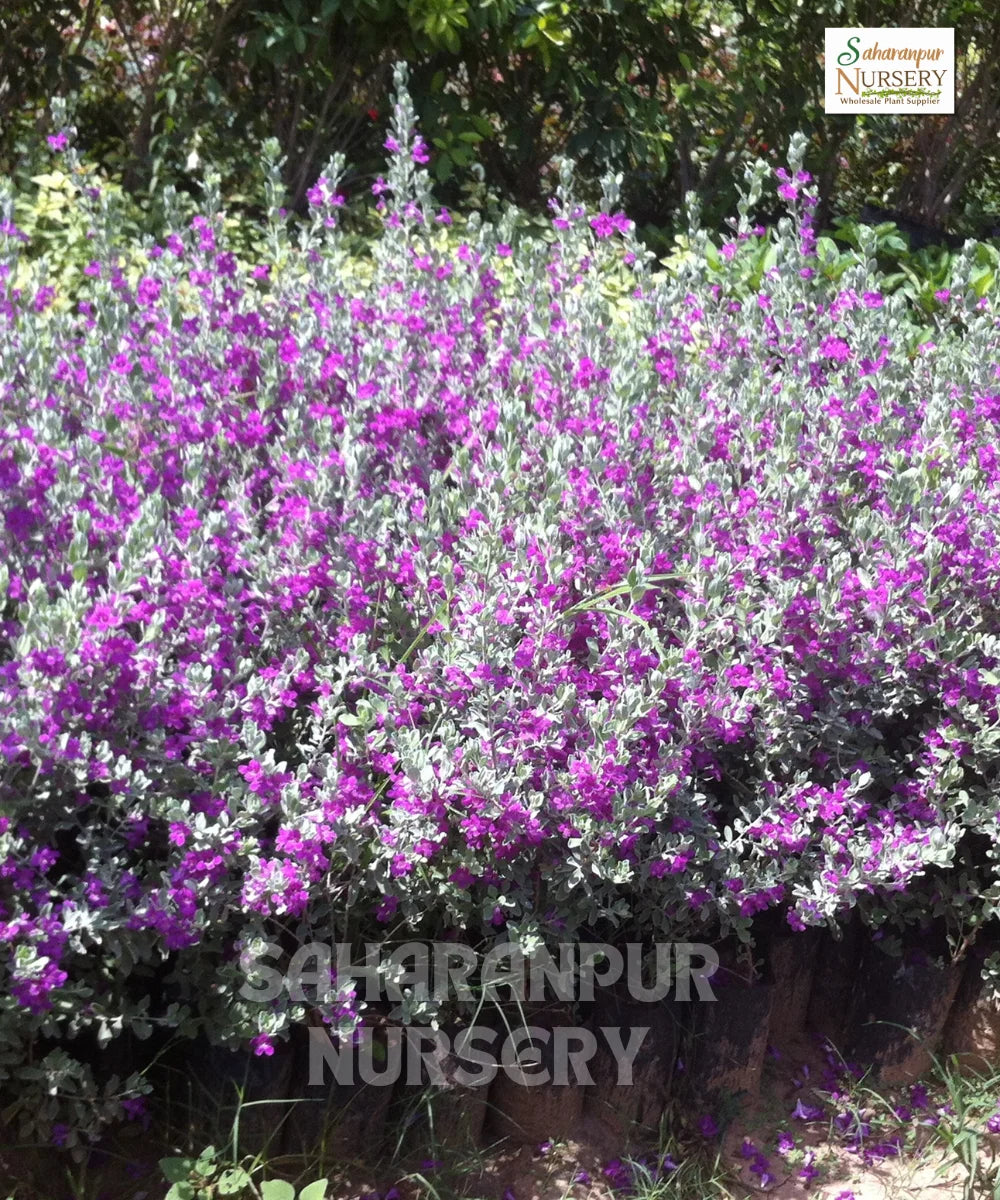 Nikadevia Ball Shape, Decorative Nikadevia, Leucophyllum, Ornamental Plant, Landscaping Plant, Saharanpur Nursery, Wholesale Plant Nursery, Nikadevia Ball Shape, At Wholesale Nikadevia