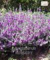 Nikadevia Ball Shape, Decorative Nikadevia, Leucophyllum, Ornamental Plant, Landscaping Plant, Saharanpur Nursery, Wholesale Plant Nursery, Nikadevia Ball Shape, At Wholesale Nikadevia