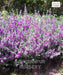 Nikadevia Ball Shape, Decorative Nikadevia, Leucophyllum, 