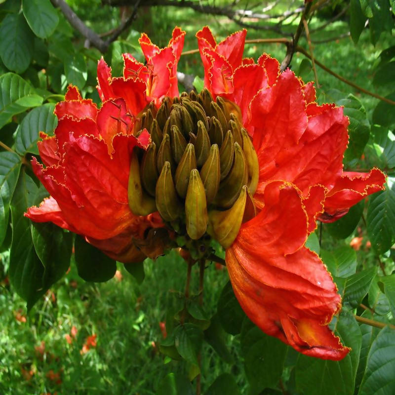 Spathodea campanulata - Flowering Trees