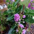 Lagerstroemia Speciosa: The Beautiful Jarul Flower Plant for Your Garden