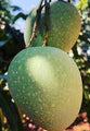 Mango Panduri - Fruits Plant & Tree