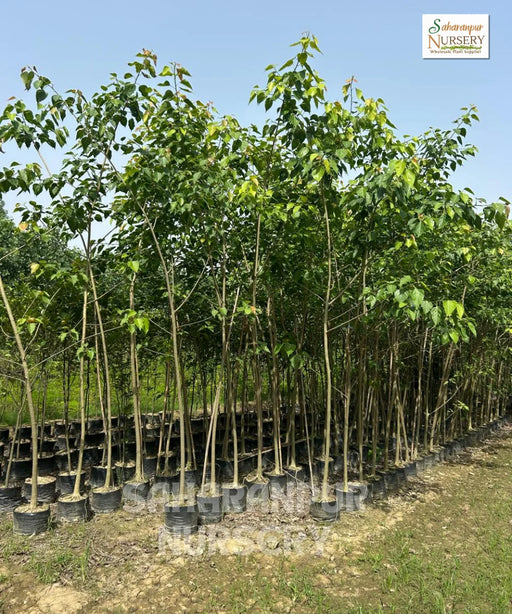 Paras Peepal, Portia Tree, Avenue Tree, Timber Tree, Ornamental Tree, Landscaping Tree, Saharanpur Nursery, Wholesale Plant Nursery, Wholesale Plant Supplier, Nursery in India, Landscaping Company