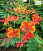 Peacock Flower, Caesalpinia pulcherrima, Red Bird of Paradise, Dwarf Poinciana