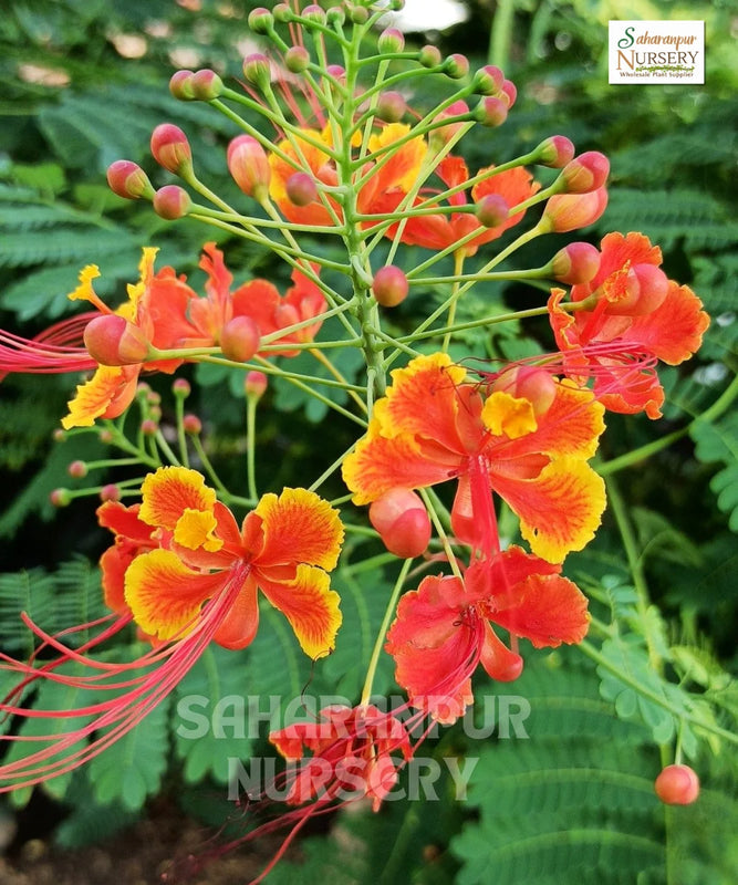 Peacock Flower | Botanical Name Caesalpinia Pulcherrima | Red Bird of Paradise | Flower | Saharanpur Nursery | Wholesale Shrubs Plant Supplier