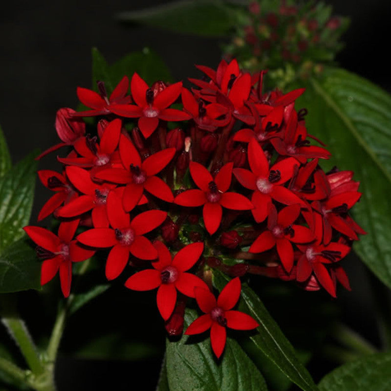 Pentas Red - Flowering Plants