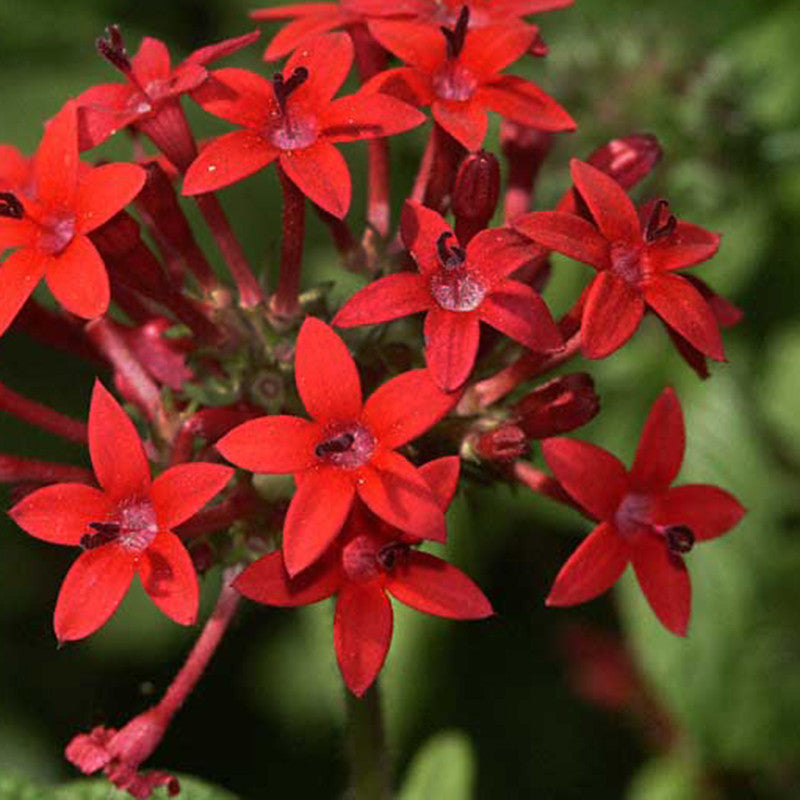 Pentas Red - Flowering Plants