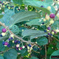 Phalsa /FalsaFruit - Fruit Plants & Tree