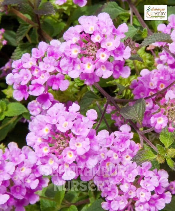 Pink Lantana | Botanical Name Lantana Montevidensis 'Pink' | Trailing Lantana | Ornamental Plant | Wholesale Shrubs Plant Supplier