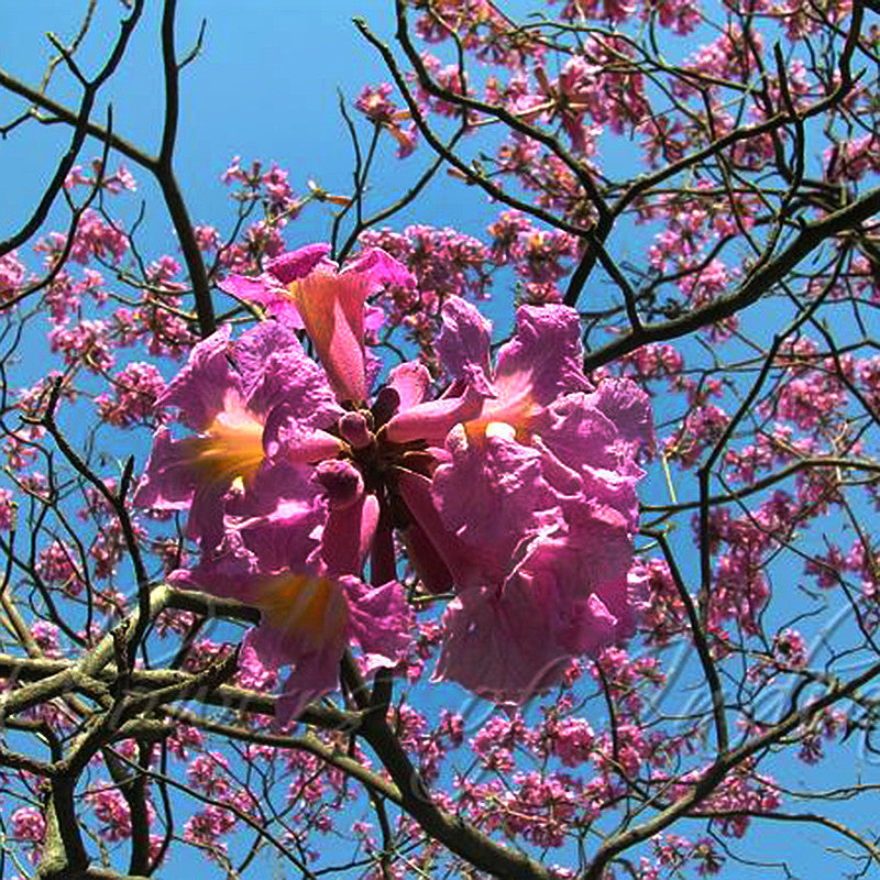 Tabebuia rosea - Avenue Trees