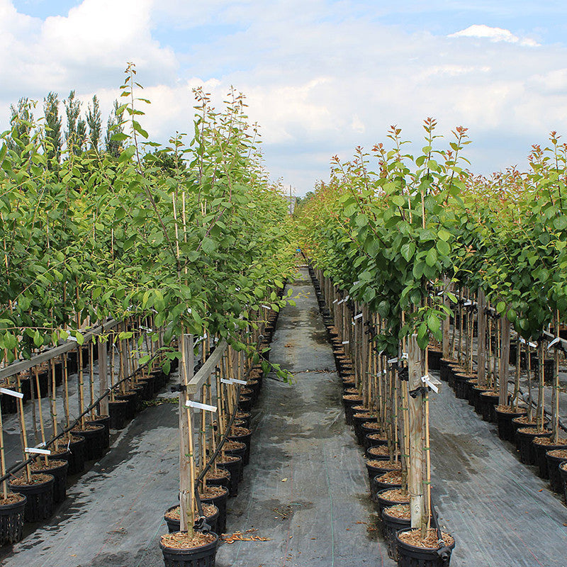 Plum Fruit (Grafted) - Fruit Plants & Tree