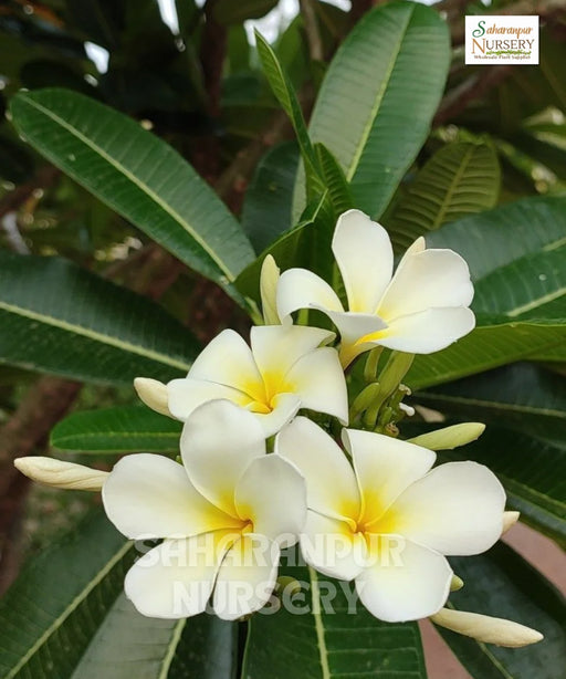 Plumeria Alba, Frangipani, Champa tree, Saharanpur Nursery