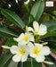 Plumeria Alba, Frangipani, Champa tree, Saharanpur Nursery