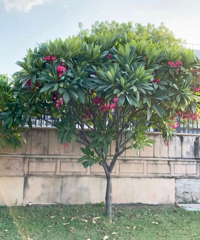 Plumeria Rubra | Red Frangipani | Champa Tree | Saharanpur Nursery | Wholesale Plant Supplier