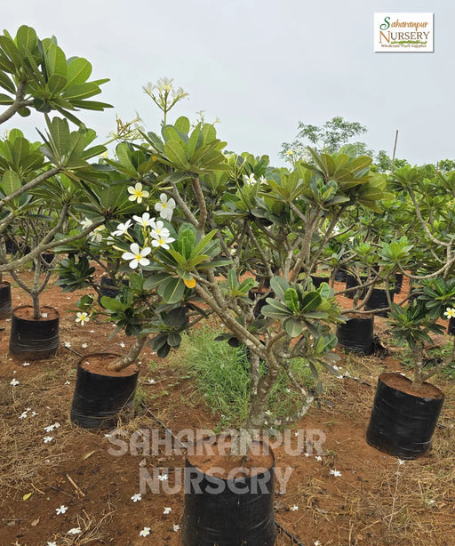 Plumeria Alba, Frangipani, Champa tree, Saharanpur Nursery