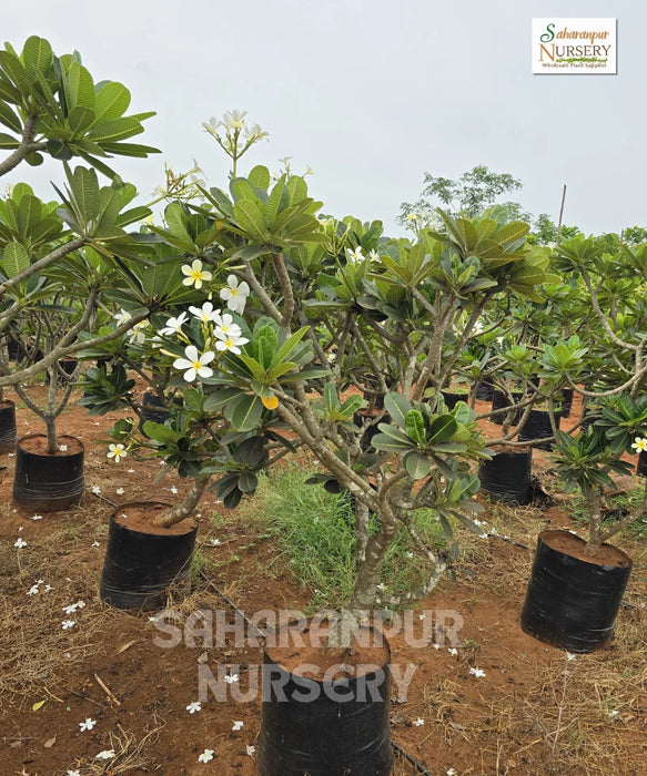 Plumeria Alba, Frangipani, Champa tree, Saharanpur Nursery