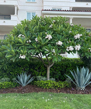 Calophyllum inophyllum, Alexandrian Laurel, Beauty Leaf Tree, Ballnut Tree, Tamanu Tree, Ornamental Trees, Landscaping Trees, Coastal Trees, Evergreen Trees, Shade Trees, Avenue Plantation, Garden Trees, Outdoor Plants, Saharanpur Nursery, Wholesale Plant Supplier, Wholesale Nursery Plant Supplier, Landscaping Company, Plant Exporter in India