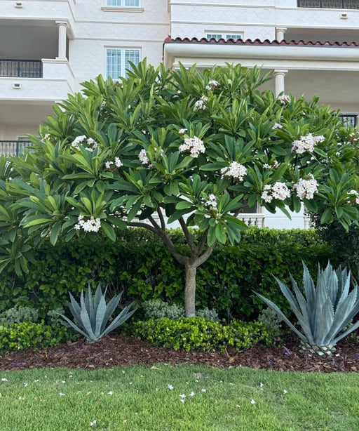 Calophyllum inophyllum, Alexandrian Laurel, Beauty Leaf Tree, Ballnut Tree, Tamanu Tree, Ornamental Trees, Landscaping Trees, Coastal Trees, Evergreen Trees, Shade Trees, Avenue Plantation, Garden Trees, Outdoor Plants, Saharanpur Nursery, Wholesale Plant Supplier, Wholesale Nursery Plant Supplier, Landscaping Company, Plant Exporter in India