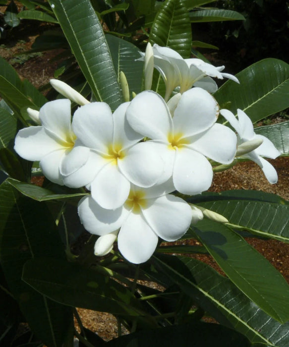 Calophyllum inophyllum, Alexandrian Laurel, Beauty Leaf Tree, Ballnut Tree, Tamanu Tree, Ornamental Trees, Landscaping Trees, Coastal Trees, Evergreen Trees, Shade Trees, Avenue Plantation, Garden Trees, Outdoor Plants, Saharanpur Nursery, Wholesale Plant Supplier, Wholesale Nursery Plant Supplier, Landscaping Company, Plant Exporter in India