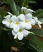 Calophyllum inophyllum, Alexandrian Laurel, Beauty Leaf Tree, Ballnut Tree, Tamanu Tree, Ornamental Trees, Landscaping Trees, Coastal Trees, Evergreen Trees, Shade Trees, Avenue Plantation, Garden Trees, Outdoor Plants, Saharanpur Nursery, Wholesale Plant Supplier, Wholesale Nursery Plant Supplier, Landscaping Company, Plant Exporter in India