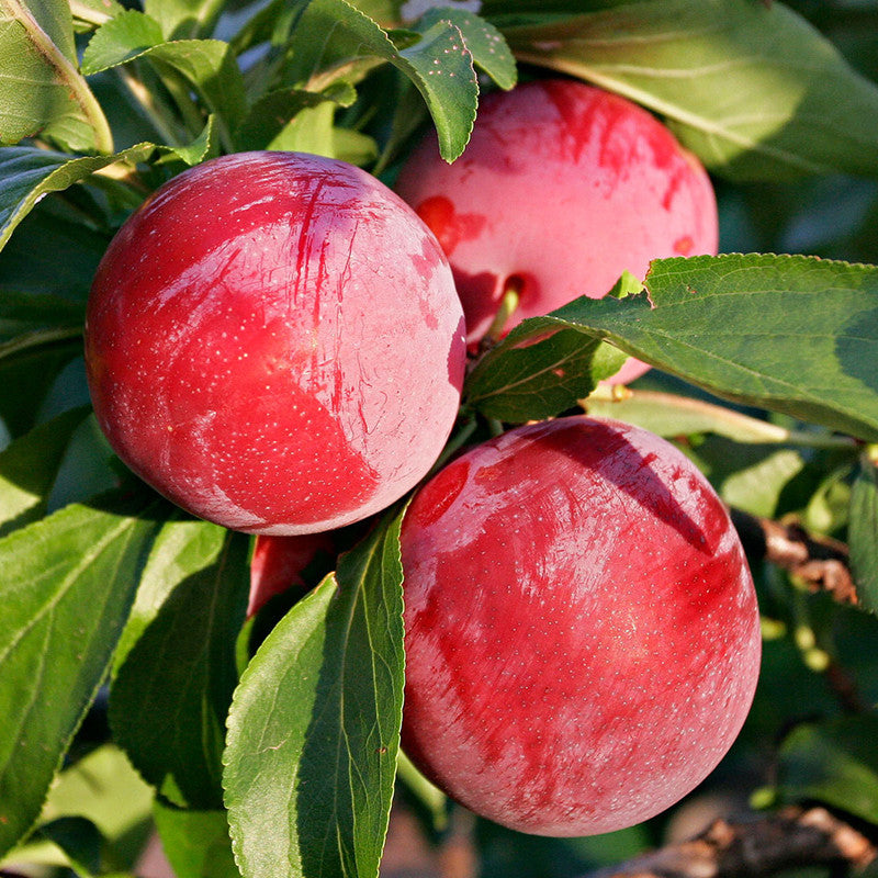 Plum Fruit (Grafted) - Fruit Plants & Tree