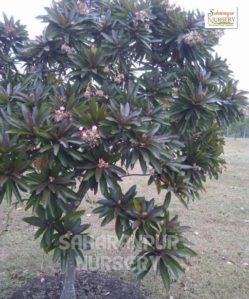 Pong Pong Champa, Cerbera odollam, Suicide tree, Saharanpur Nursery