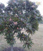 Pong Pong Champa, Cerbera odollam, Suicide tree, Saharanpur Nursery