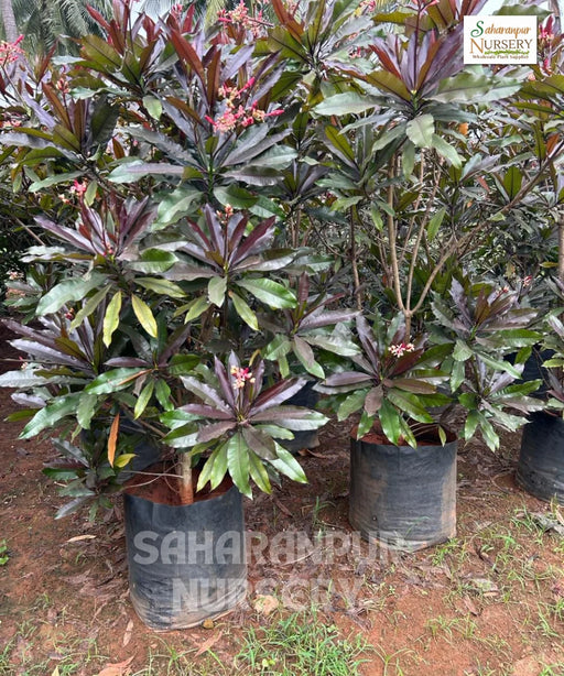 Pong Pong Champa, Cerbera odollam, Suicide tree, Saharanpur Nursery