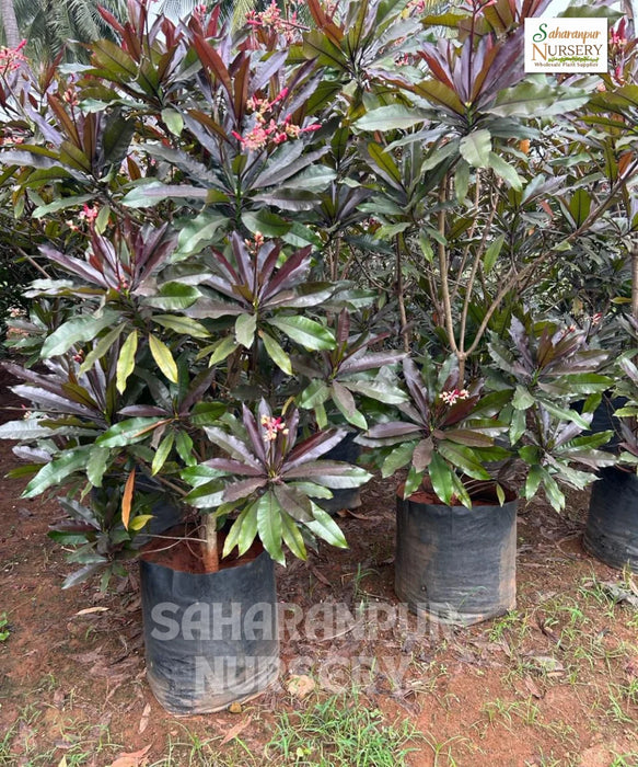 Pong Pong Champa, Cerbera odollam, Suicide tree, Saharanpur Nursery