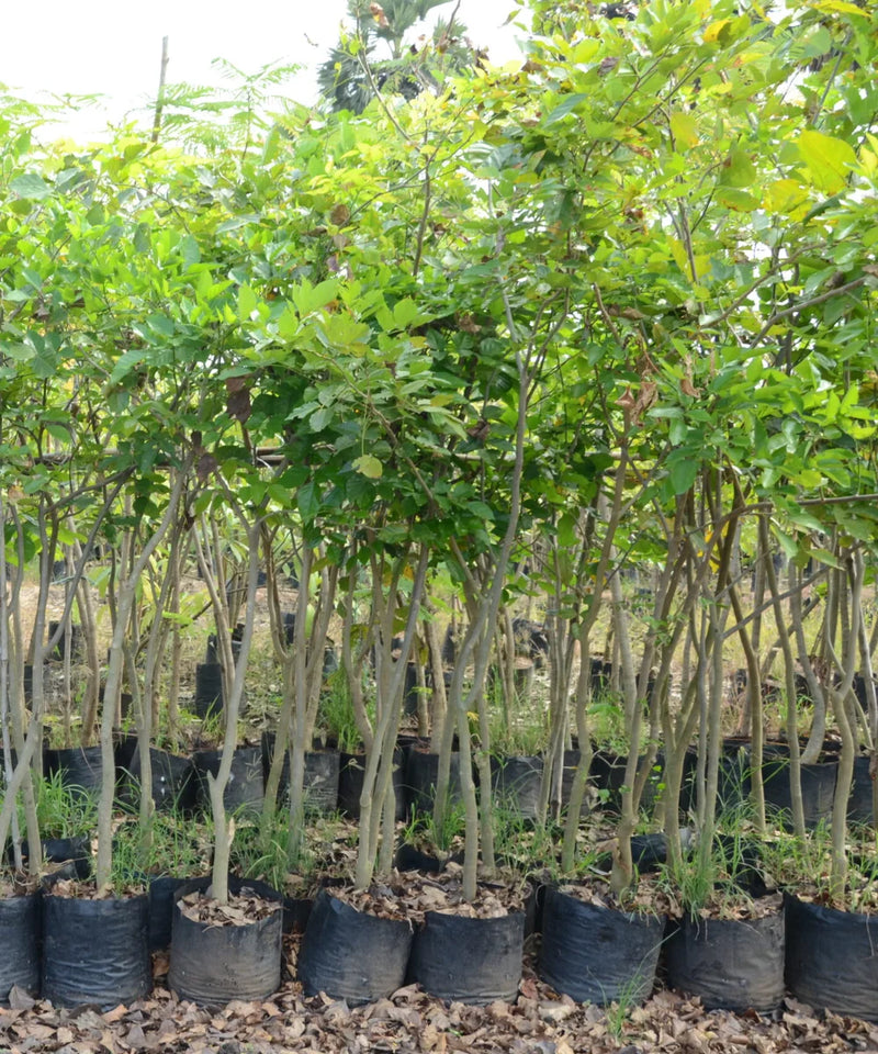pongame tree, pongamia pinnata, karanj tree, karanja plant, indian beech tree, pongam tree, ornamental tree, avenue plantation, shade tree, medicinal tree, landscaping trees, nitrogen fixing tree, saharanpur nursery, Wholesale Nursery Plant Supplier, Wholesale Plant Supplier, Landscaping Company, Plant Exporter in India 
