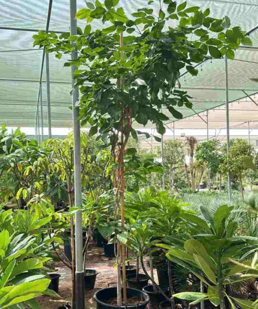 pongame tree, pongamia pinnata, karanj tree, karanja plant, indian beech tree, pongam tree, ornamental tree, avenue plantation, shade tree, medicinal tree, landscaping trees, nitrogen fixing tree, saharanpur nursery, Wholesale Nursery Plant Supplier, Wholesale Plant Supplier, Landscaping Company, Plant Exporter in India 