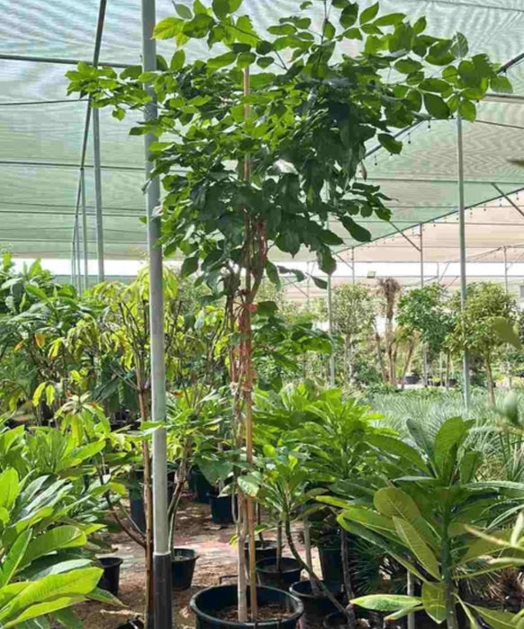 pongame tree, pongamia pinnata, karanj tree, karanja plant, indian beech tree, pongam tree, ornamental tree, avenue plantation, shade tree, medicinal tree, landscaping trees, nitrogen fixing tree, saharanpur nursery, Wholesale Nursery Plant Supplier, Wholesale Plant Supplier, Landscaping Company, Plant Exporter in India 