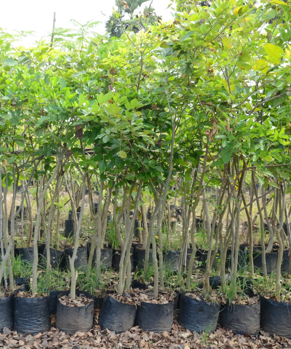 pongame tree, pongamia pinnata, karanj tree, karanja plant, indian beech tree, pongam tree, ornamental tree, avenue plantation, shade tree, medicinal tree, landscaping trees, nitrogen fixing tree, saharanpur nursery, Wholesale Nursery Plant Supplier, Wholesale Plant Supplier, Landscaping Company, Plant Exporter in India 