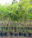 pongame tree, pongamia pinnata, karanj tree, karanja plant, indian beech tree, pongam tree, ornamental tree, avenue plantation, shade tree, medicinal tree, landscaping trees, nitrogen fixing tree, saharanpur nursery, Wholesale Nursery Plant Supplier, Wholesale Plant Supplier, Landscaping Company, Plant Exporter in India 