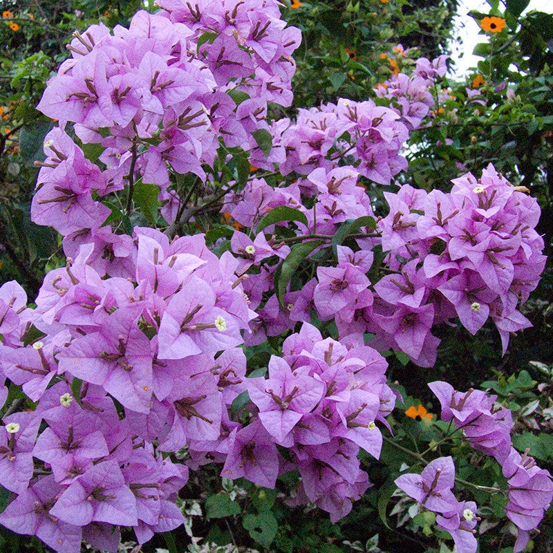 Flower plants available for wholesale requirements