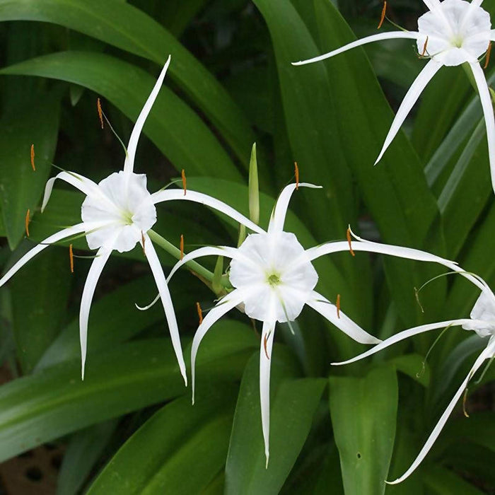 beach spider lily plant Spider Lily/Beach Spider Lily