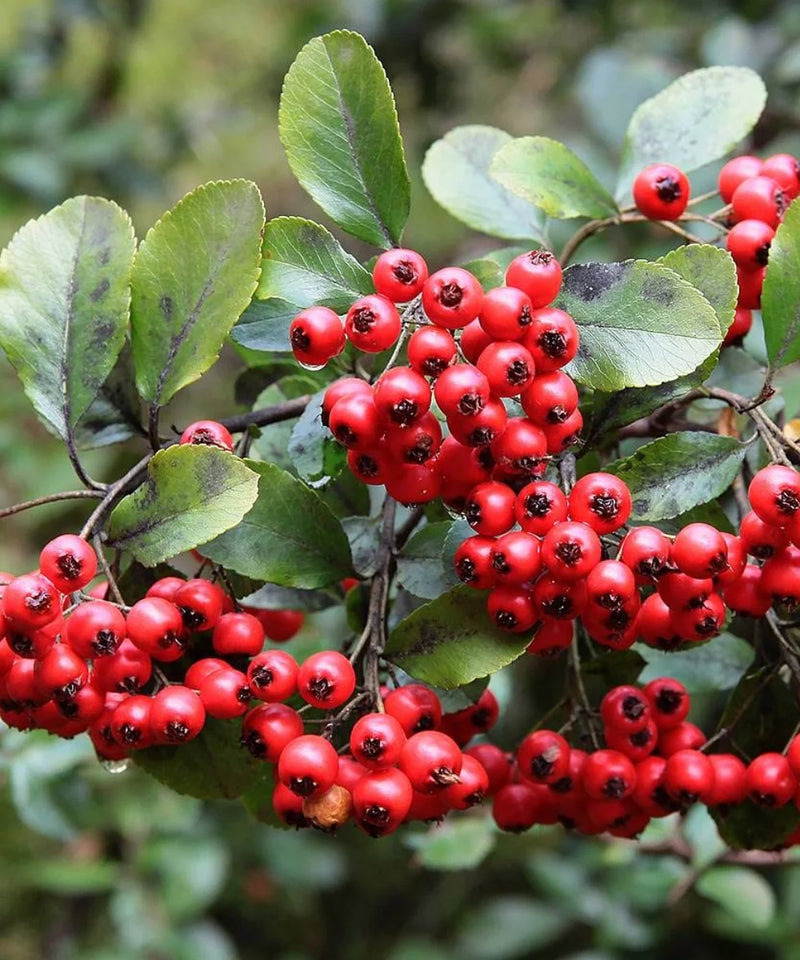 Pyracantha Coccinea, Scarlet Firethorn, Shrubs, Ornamental Plants, Saharanpur Nursery, Wholesale Plant Supplier, Wholesale Plant Nursery, Nursery in India, Landscaping Company in India, Plant Exporter in India
