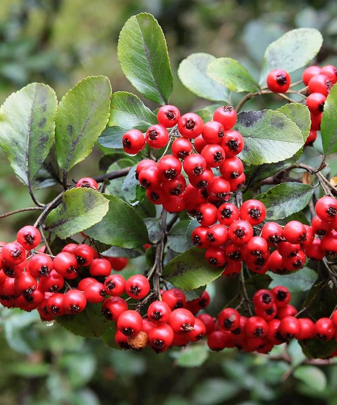 Pyracantha Coccinea | Scarlet Firethorn | Ornamental Shrub | Saharanpur Nursery | Wholesale Plant Supplier