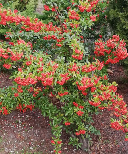 Pyracantha Coccinea, Scarlet Firethorn, Shrubs, Ornamental Plants, Saharanpur Nursery, Wholesale Plant Supplier, Wholesale Plant Nursery, Nursery in India, Landscaping Company in India, Plant Exporter in India