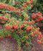 Pyracantha Coccinea, Scarlet Firethorn, Shrubs, Ornamental Plants, Saharanpur Nursery, Wholesale Plant Supplier, Wholesale Plant Nursery, Nursery in India, Landscaping Company in India, Plant Exporter in India