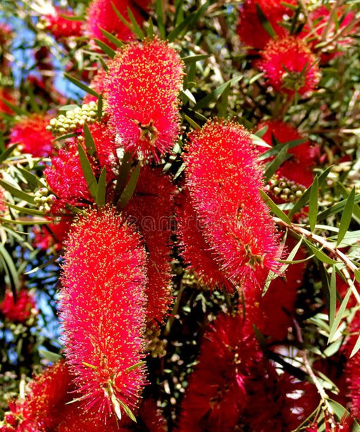 Red Bottlebrush Tree, Melaleuca viminalis, Weeping Bottlebrush, Callistemon viminalis, Wholesale Nursery Plant Supplier, Wholesale Plant Supplier, Nursery in India, Plant Exporter in India, Landscaping Company in India