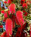 Red Bottlebrush Tree, Melaleuca viminalis, Weeping Bottlebrush, Callistemon viminalis, Wholesale Nursery Plant Supplier, Wholesale Plant Supplier, Nursery in India, Plant Exporter in India, Landscaping Company in India