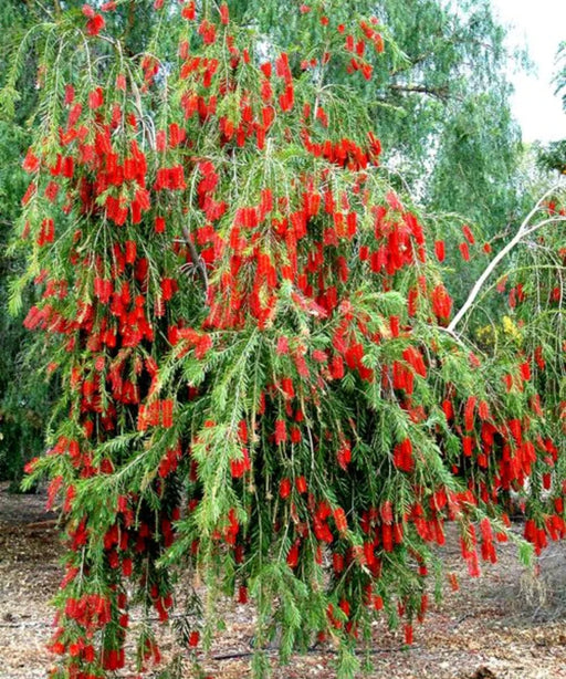 Red Bottlebrush Tree, Melaleuca viminalis, Weeping Bottlebrush, Callistemon viminalis, Wholesale Nursery Plant Supplier, Wholesale Plant Supplier, Nursery in India, Plant Exporter in India, Landscaping Company in India